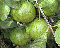 Asian Guava on tree